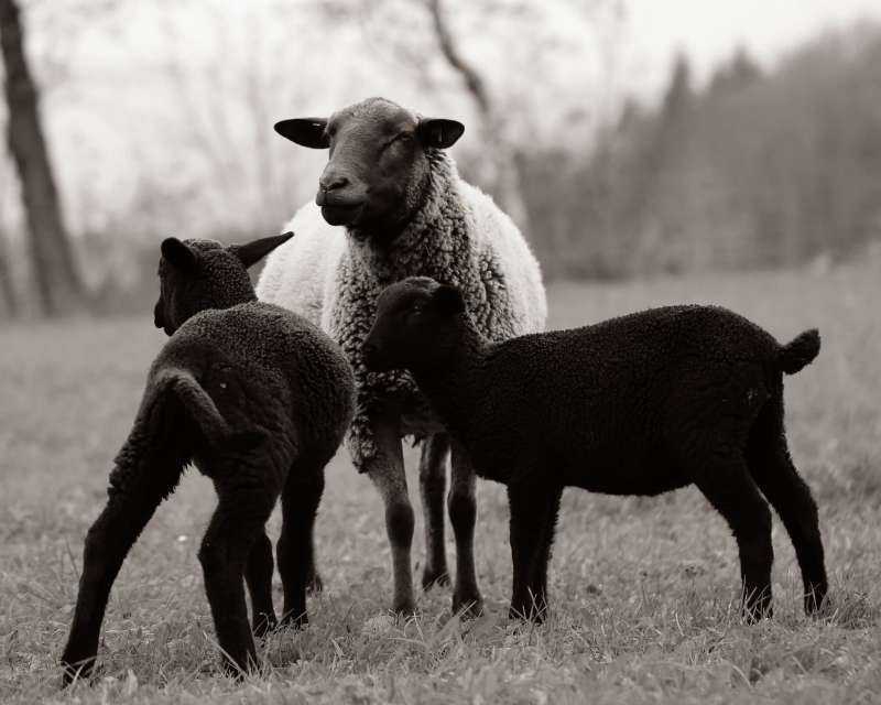 Mother sheep