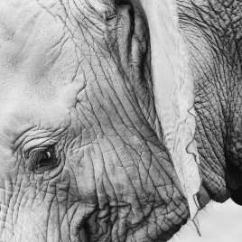 Baby elephant close up